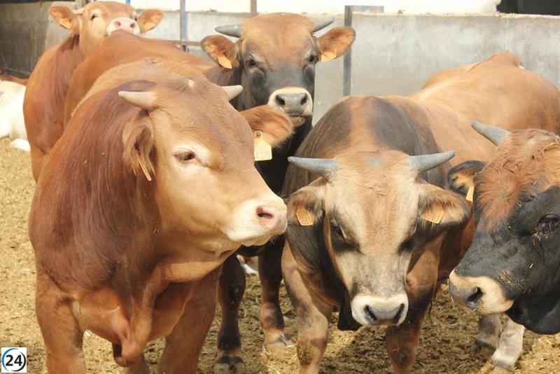 Extienden restricciones de movilidad ganadera hasta el 30 de noviembre por dermatosis nodular.