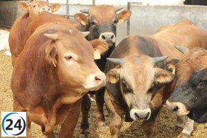 Extienden restricciones de movilidad ganadera hasta el 30 de noviembre por dermatosis nodular.