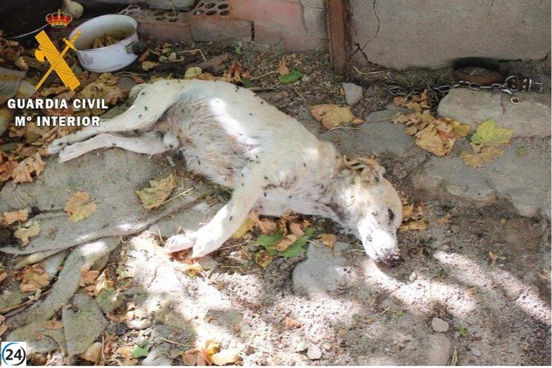 Dieciocho perros sin atención veterinaria rescatados en Nava de la Asunción; dos hallados sin vida.