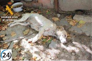 Dieciocho perros sin atención veterinaria rescatados en Nava de la Asunción; dos hallados sin vida.