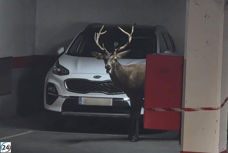 Un ciervo sorprende en el corazón de Zamora al ingresar al aparcamiento de San Martín.