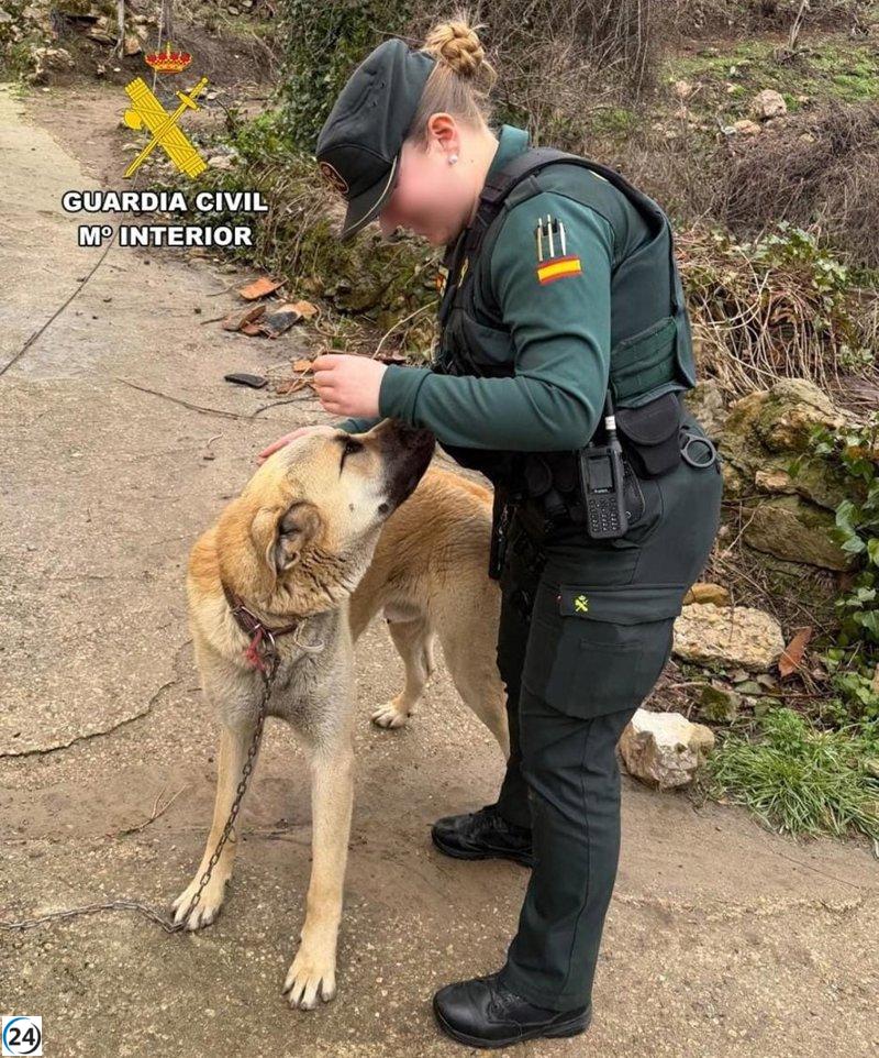 Juzgan a un hombre por el hurto de un mastín en Burgos.