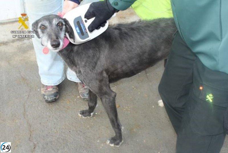 Veterinario de Valladolid bajo la lupa por posibles fraudes en microchips de galgos.