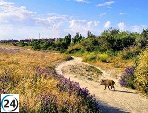 El TSJCyL rechaza el Plan de Gestión del Jabalí tras impugnación de Ecologistas en Acción.