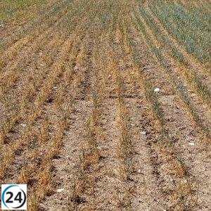 Pérdida de cosecha en CyL aumenta en un 60% debido a la sequía y heladas, según la UCCL.
