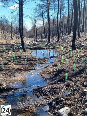 Éxito conservador en CyL: más de 50.000 especies de árboles y arbustos plantadas por CHD.