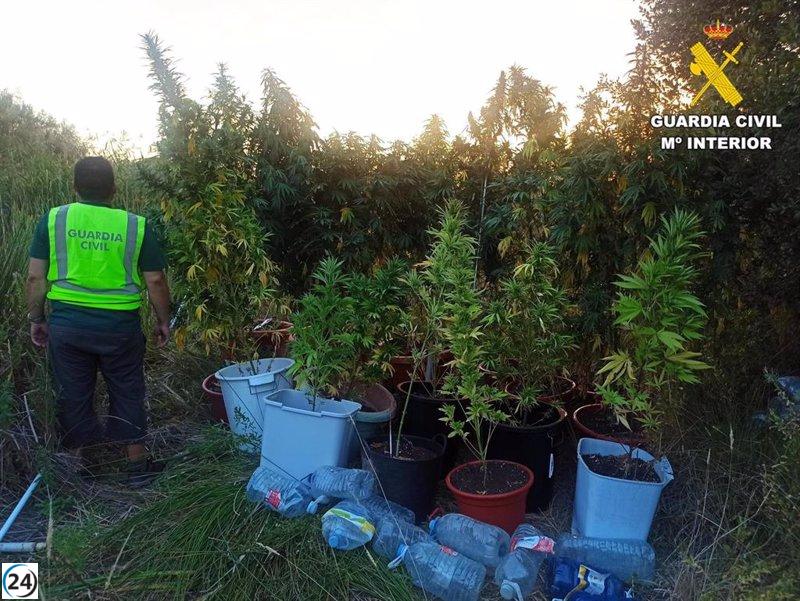 Detenido en Palencia por cultivo de 21 plantas de marihuana en Grijota
