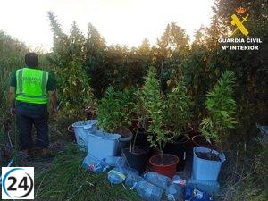 Detenido en Palencia por cultivo de 21 plantas de marihuana en Grijota