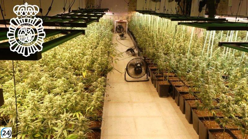 Tres detenidos y plantación de marihuana desmantelada en Galindo y Perahuy (Salamanca)