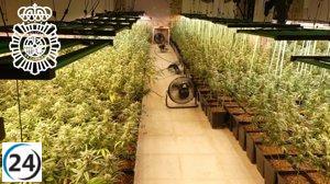 Tres detenidos y plantación de marihuana desmantelada en Galindo y Perahuy (Salamanca)