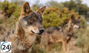 Ganaderos exigen actualización del censo de lobos en Europa antes de decidir sobre su protección