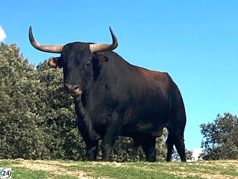El Ayuntamiento de Tordesillas (Valladolid) cambia al Toro de la Vega por lesión.