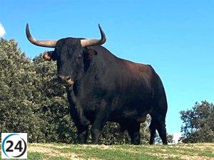 El Ayuntamiento de Tordesillas (Valladolid) cambia al Toro de la Vega por lesión.