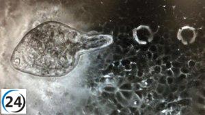 Estudio revela propiedades antivirales de antígenos de gusanos frente al SARS-CoV-2 en pruebas de laboratorio