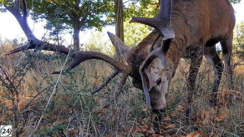 La Junta afirma que el ciervo encontrado muerto no es Carlitos y descarta su caza para este año