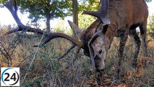 La Junta afirma que el ciervo encontrado muerto no es Carlitos y descarta su caza para este año