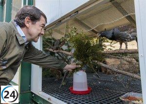 Mañueco celebra logro trascendental: la reproducción artificial de urogallos según sus principios conservadores
