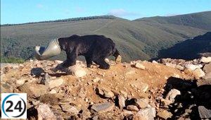 Oso pardo liberado tras quedar atrapado con su cabeza en un bidón en Anllares, León.