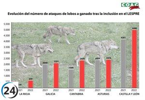 Continúa el crecimiento descontrolado de los ataques de lobos, alcanzando una preocupante cifra del 19% en el último año, revela COAG.