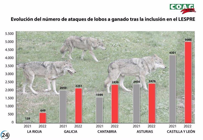 COAG informa de un incremento del 19% en los ataques de lobos durante el último año