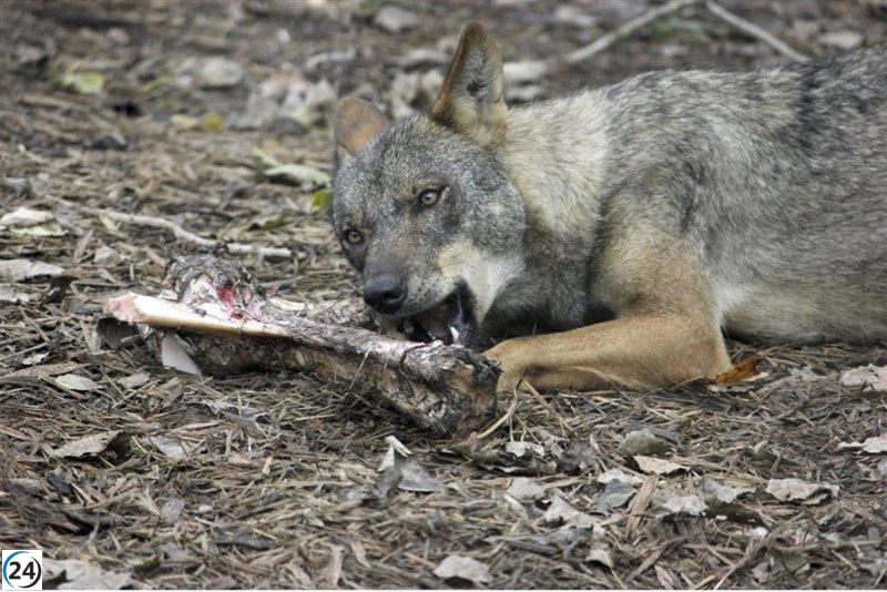 La Junta defiende ante la Comisión Europea la necesidad de cambiar el estatus jurídico del lobo