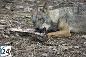 La Junta defiende ante la Comisión Europea la necesidad de cambiar el estatus jurídico del lobo