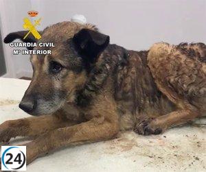 Dos sospechosos acusados de abandono canino en Burgos tras la muerte de un perro en la Ribera.