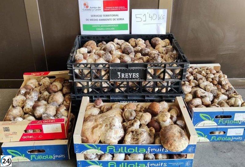 Decomisan en Soria más de 65 kilos de boletus sin licencia