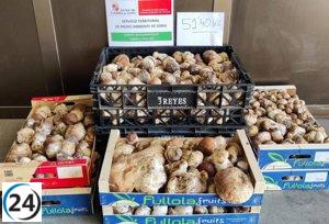 Decomisan en Soria más de 65 kilos de boletus sin licencia