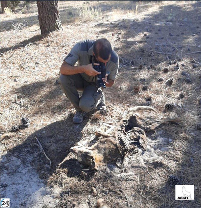ASCEL denuncia tres muertes de lobos bajo circunstancias sospechosas en Castilla y León.