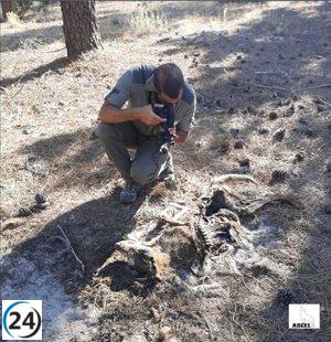 ASCEL denuncia tres muertes de lobos bajo circunstancias sospechosas en Castilla y León.