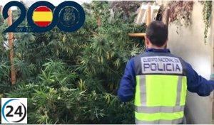 Descubierta operación de marihuana en Barrio Girón de Valladolid