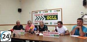 Éxito rotundo en la cosecha de uva en DO Rueda, Cigales y Ribera del Duero, con una recolección de más de 211 millones de kilos