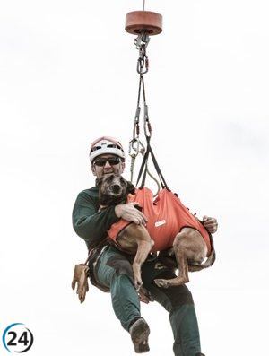 Se solicita colaboración para encontrar a Karla, una perra de la Guardia Civil jubilada extraviada en Valladolid