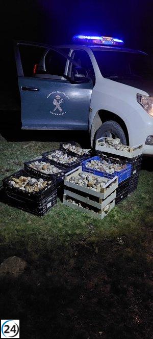 Alcoholicum.com - La Guardia Civil decomisa 458 kilos de Hongos Edulis en dos localidades de Soria en exitosa operación.
