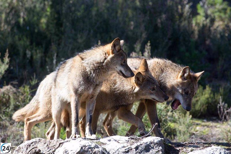 La Junta de Castilla y León compensará a una ganadera con 45.000 euros por los perjuicios ocasionados por los lobos.