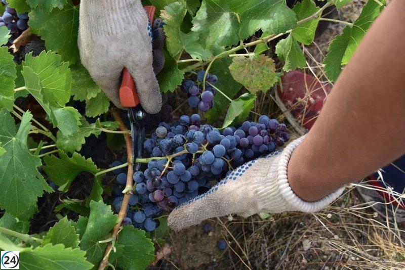 La DOP Cebreros de Ávila obtiene una exitosa cosecha de 900.000 kilos de uva en su séptima temporada.