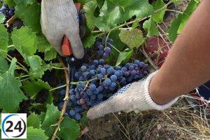 La DOP Cebreros de Ávila obtiene una exitosa cosecha de 900.000 kilos de uva en su séptima temporada.
