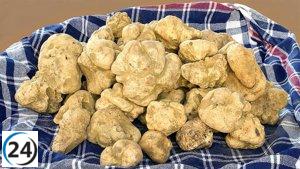 Palencia se someterá a un estudio para evaluar la viabilidad de cultivar trufa blanca en la región.