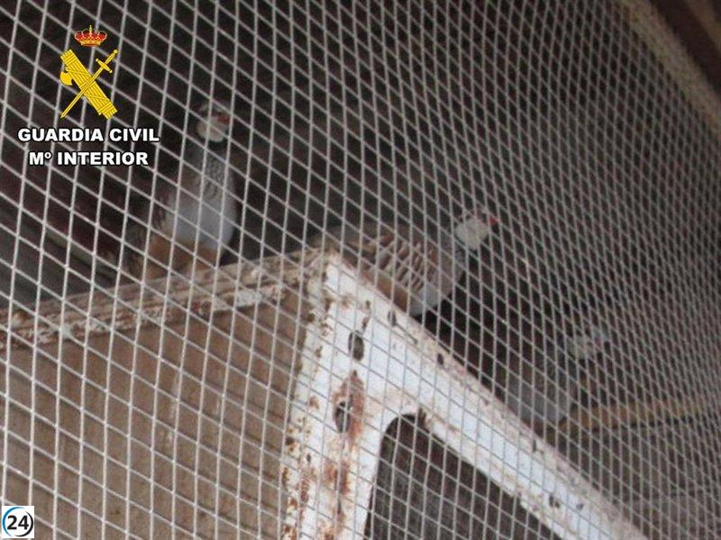 Escándalo en Burgos: Animales explotados conviven entre montañas de estiércol y charcos de orina