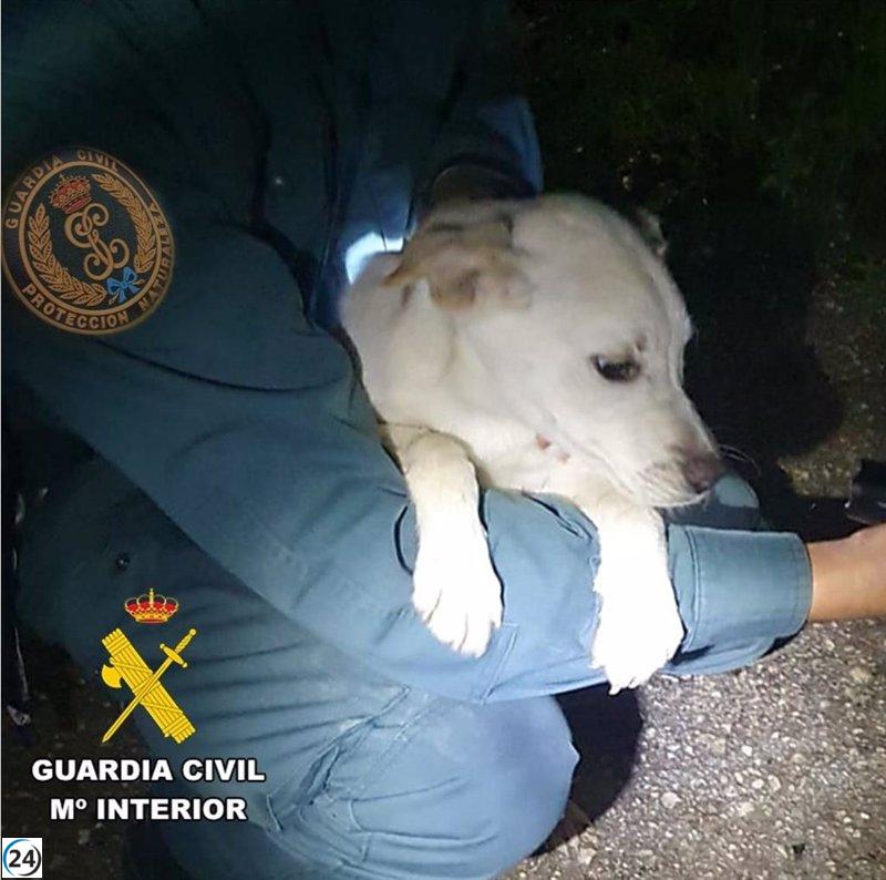 Héroe de la Guardia Civil salva a una perra en peligro en el río Cadagua, ubicado en Villasana de Mena (Burgos)