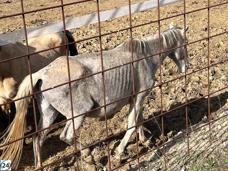 PACMA denuncia la atrocidad animal en una explotación en Bercero (Valladolid)