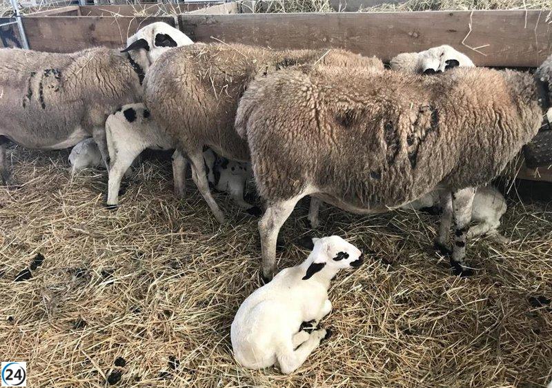 UPA-COAG alerta sobre la avalancha de corderos de Francia e Italia en Castilla y León