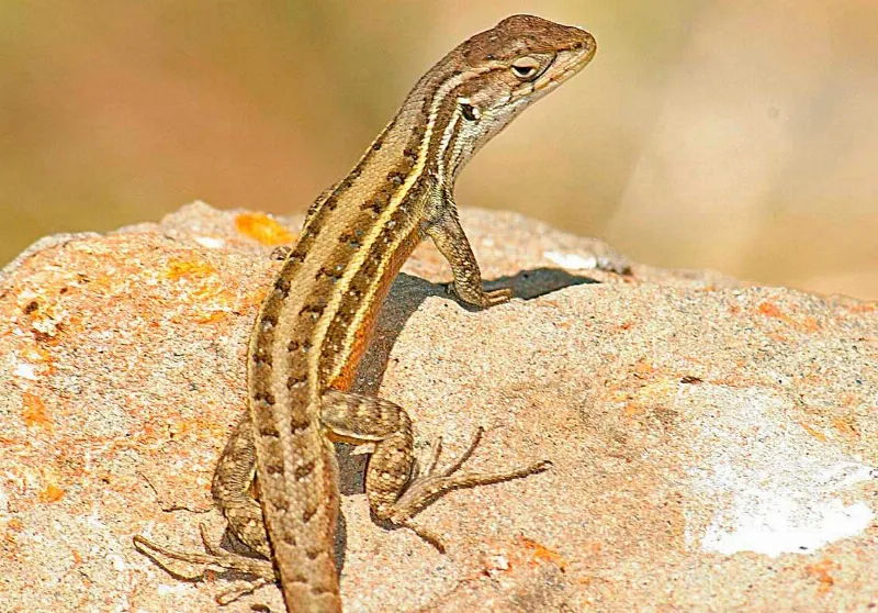 El cambio climático afecta a la flora y fauna local