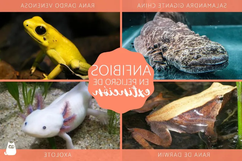 Los anfibios en peligro de extinción en la región